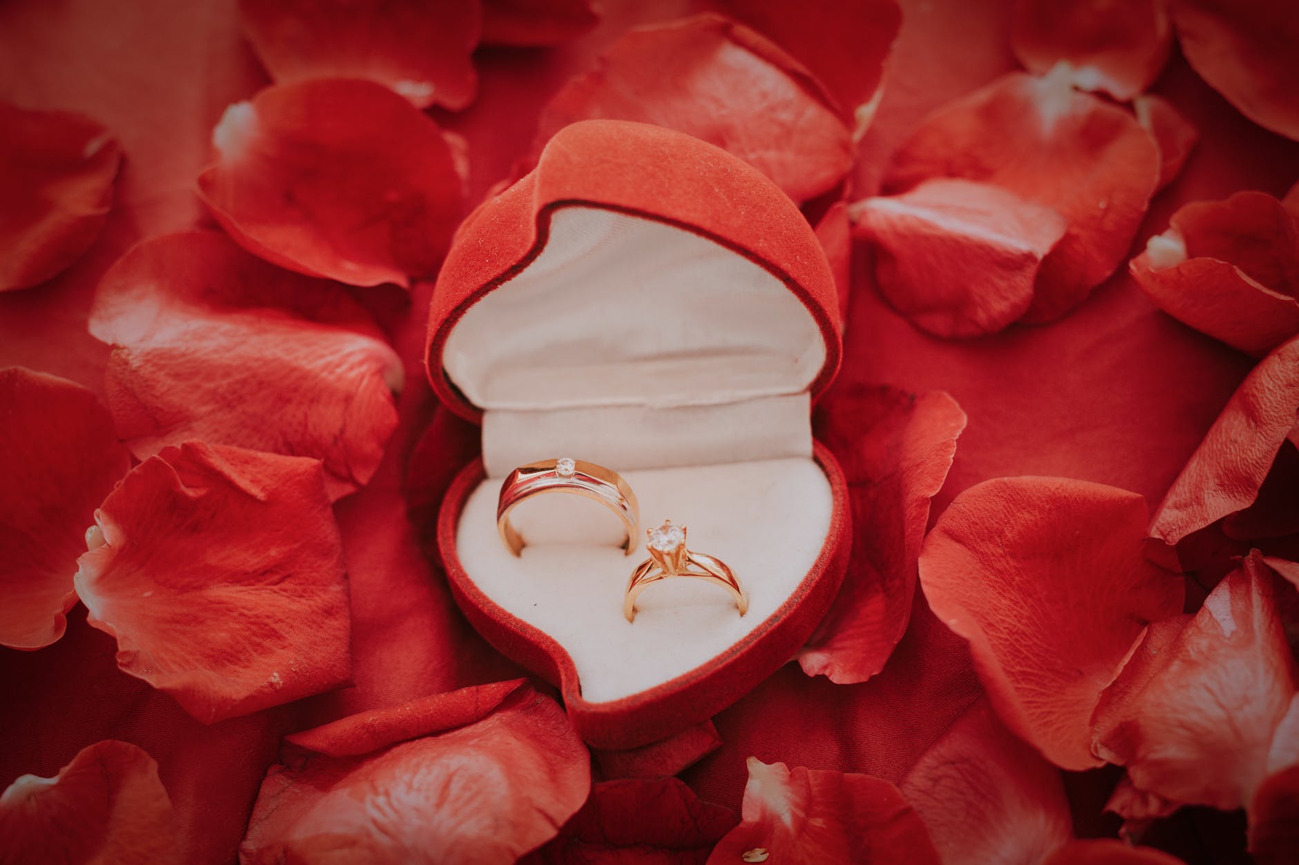 Gold Wedding Bands and Rose Petals